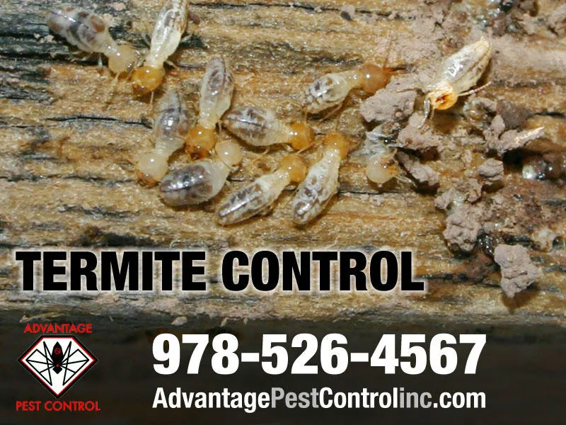 Advantage Pest Control, Inc