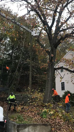 Eastern Tree Service work photo