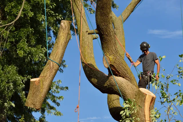Tree Service Bridgewater work photo