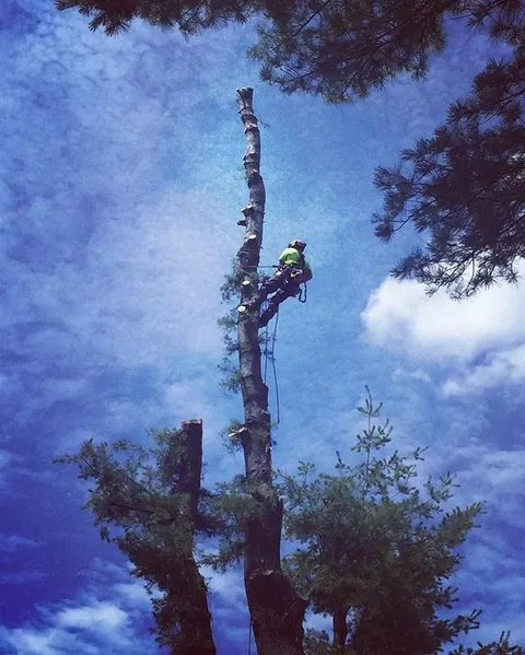 work photo from dirigotreeservice.com