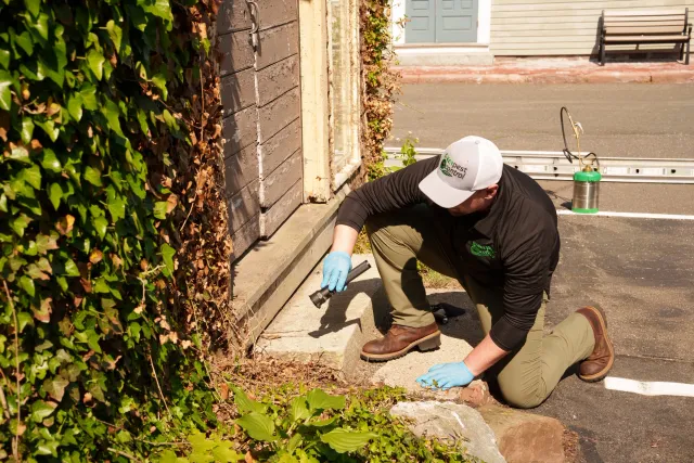 Think GREEN Pest Control work photo