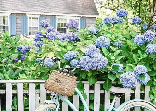 Blue hydrangeas behind a white fence with a bicycle basket in a garden