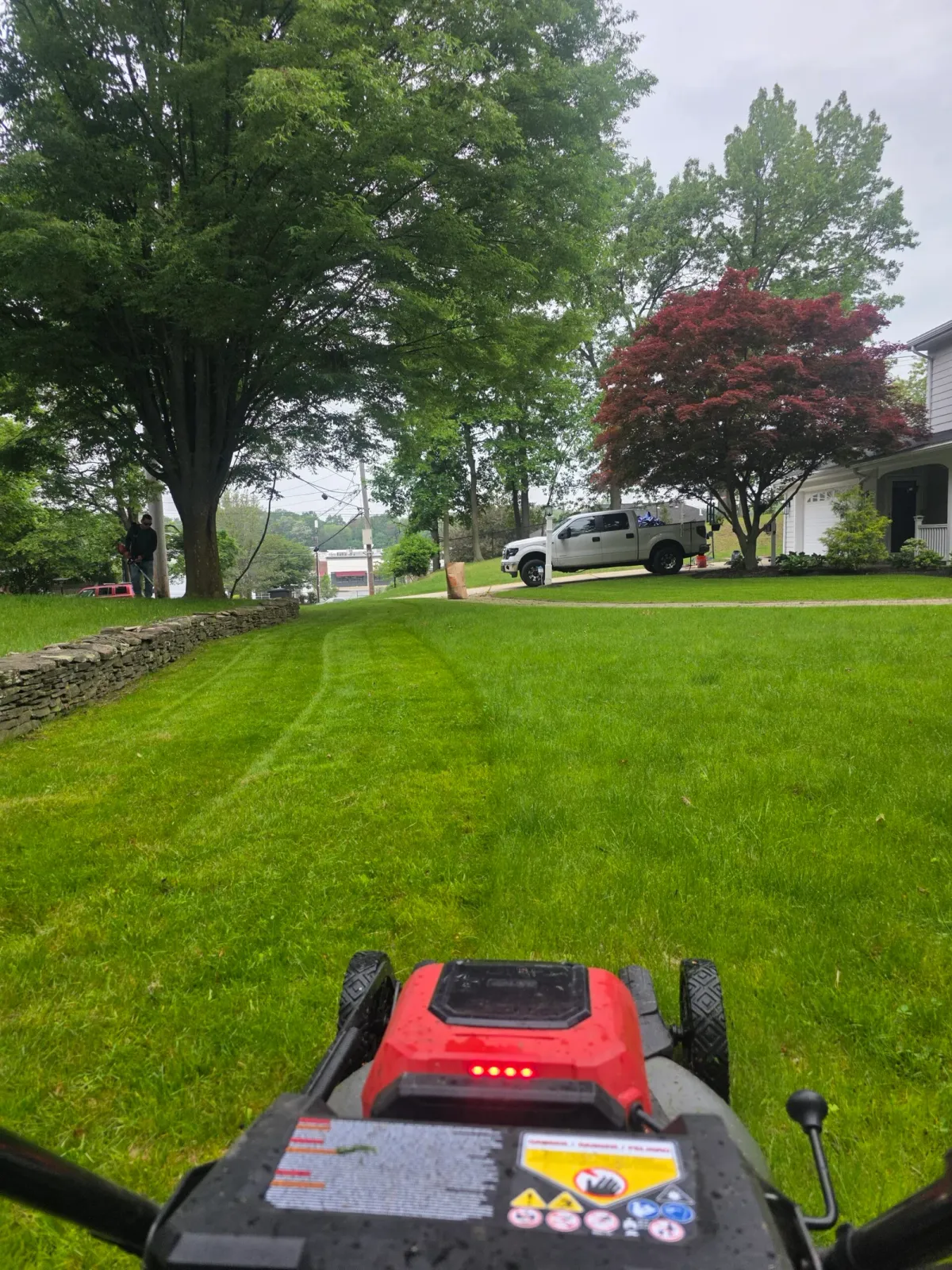 Freshly cut residential lawn with worker trimming trees in the background