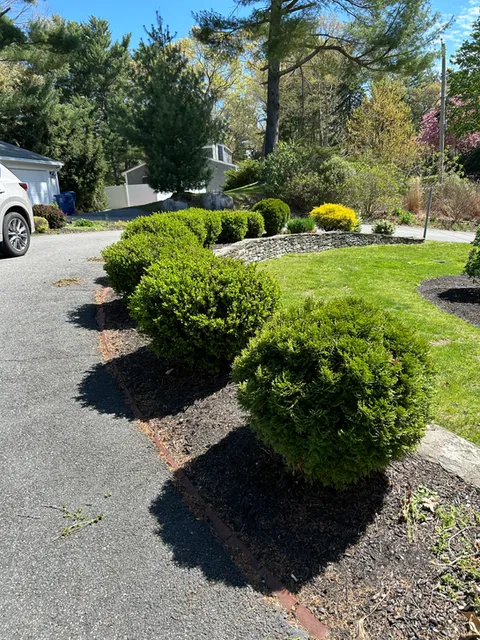 Before mulching: faded driveway garden beds with rounded shrubs