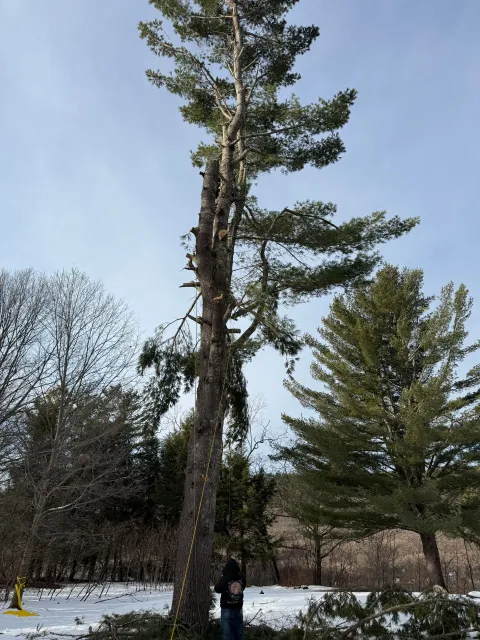 work photo from saldanatreeserviceslandscaping.com