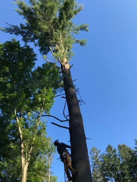 work photo from mjtreeservicesllc.com
