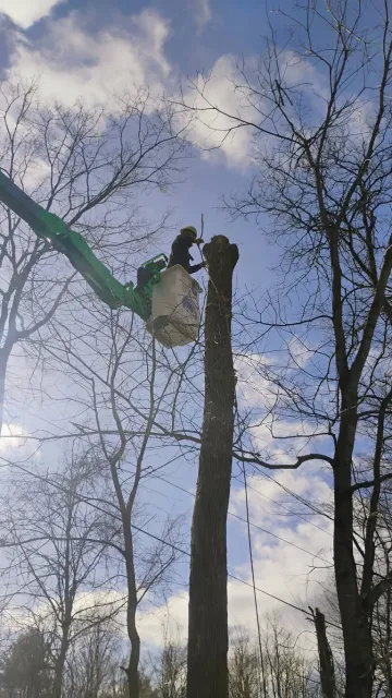 Worker in green safety gear using hydraulic lift equipment on tall tree, surrounded by bare winter trees and blue sky with clouds