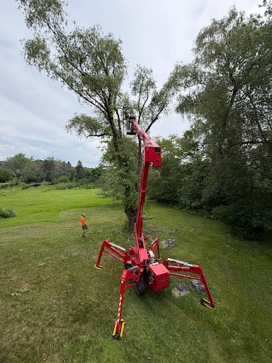 DIXON'S TREE SERVICE work photo