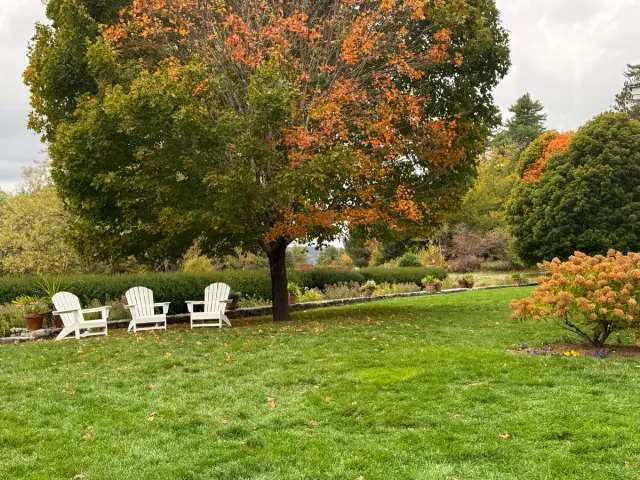 Organic lawn care result