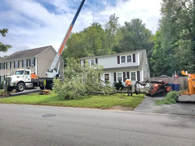 Nadeau Tree Service work photo