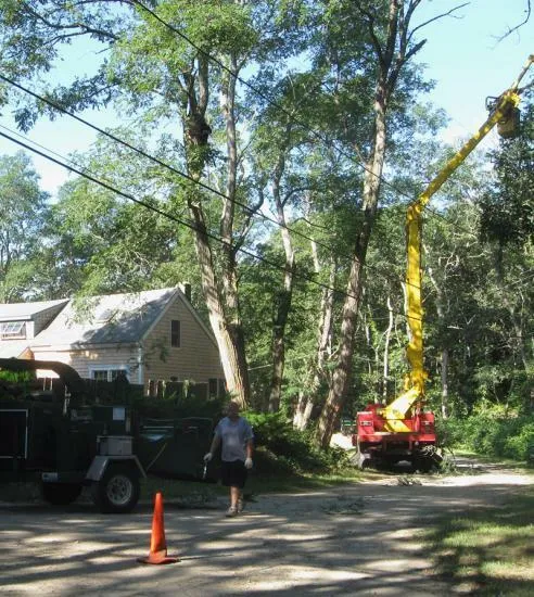 work photo from capecodtreeservices.com