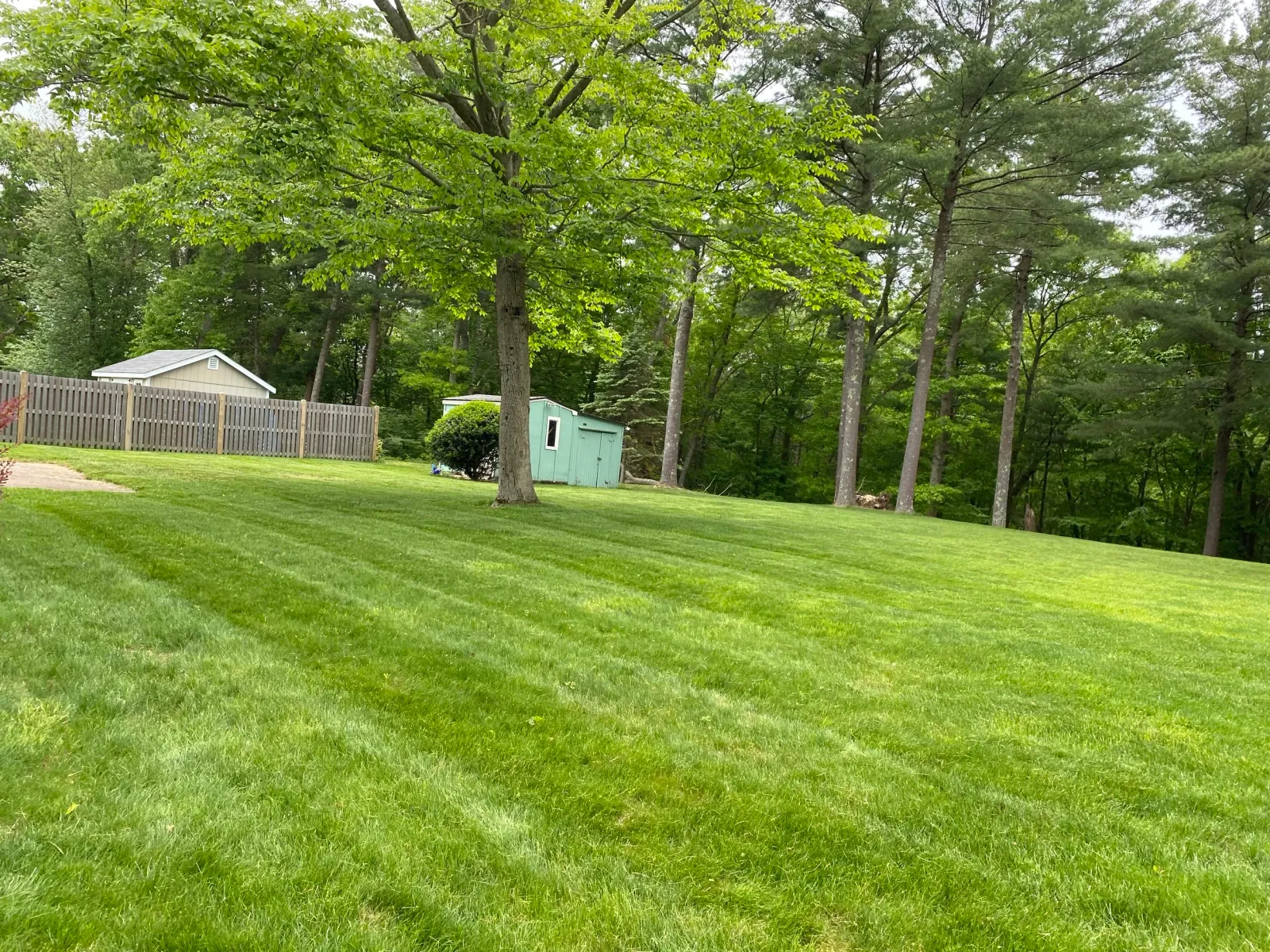 A large grassy lawn with a tree and a small green shed in the background surrounded by a wooden fence and tall trees.