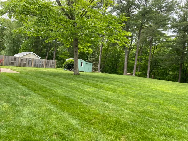 A large grassy lawn with a tree and a small green shed in the background surrounded by a wooden fence and tall trees.