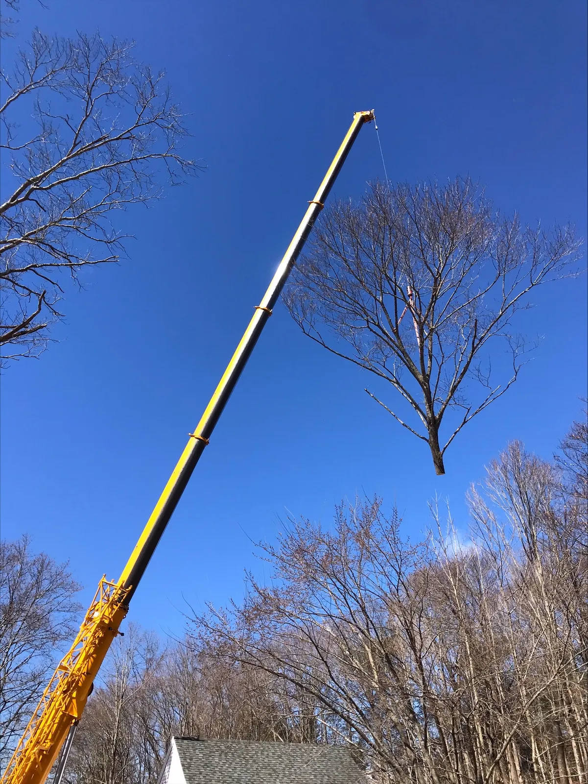Rustys Tree Service researched project photo