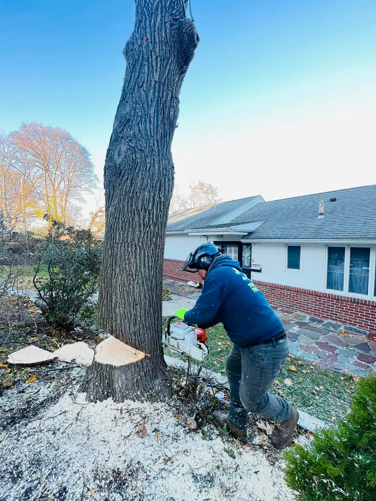 Professional tree service cutting a large tree near a residential house using a chainsaw