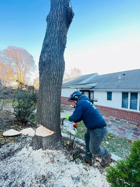 Professional tree service cutting a large tree near a residential house using a chainsaw