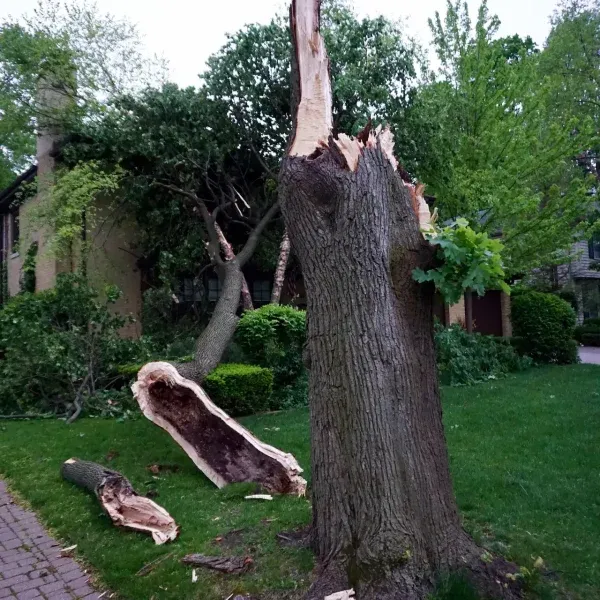 MJTREE EMERGENCY (1)