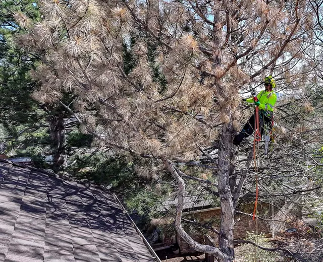work photo from arborcarespecialists.com