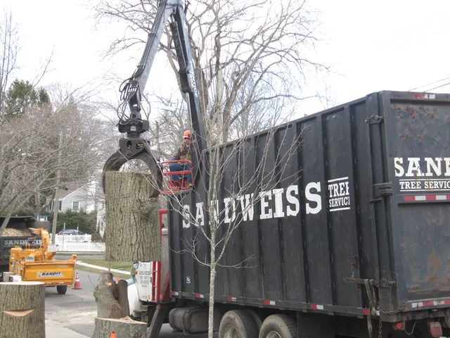 work photo from sandweisstrees.com