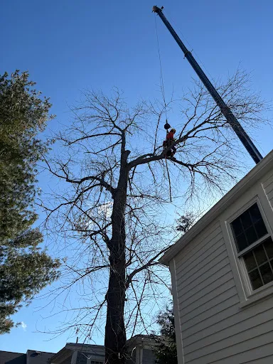 RGS Tree Service work photo