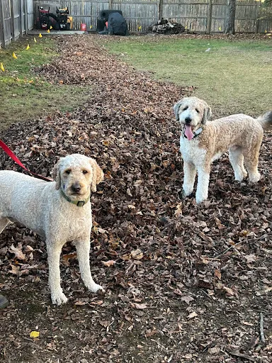Dog Guard work photo
