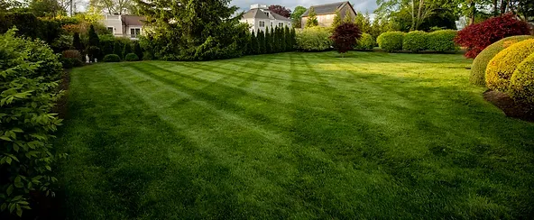 After Picture of Lawn