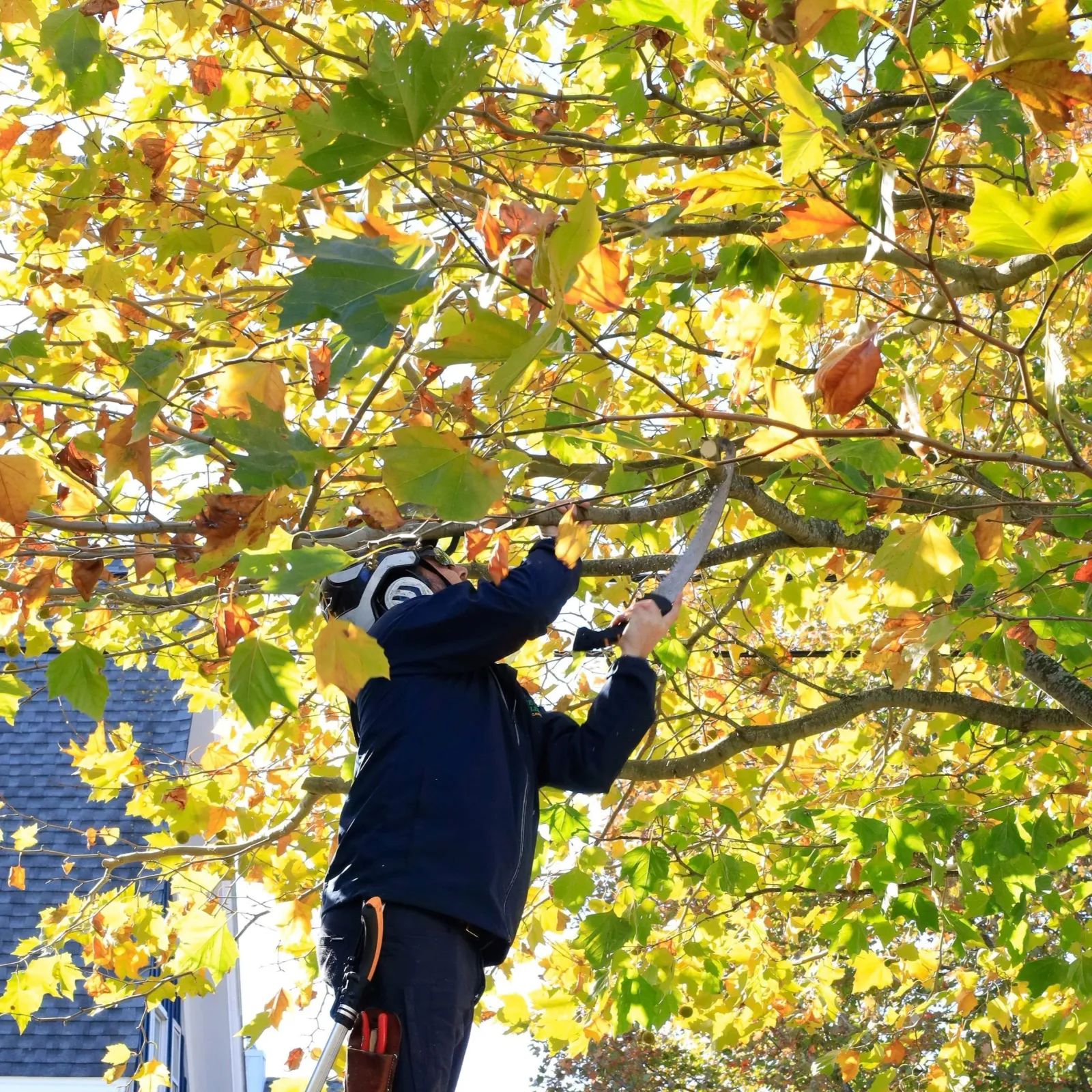Pruning-1_crp-square.jpg