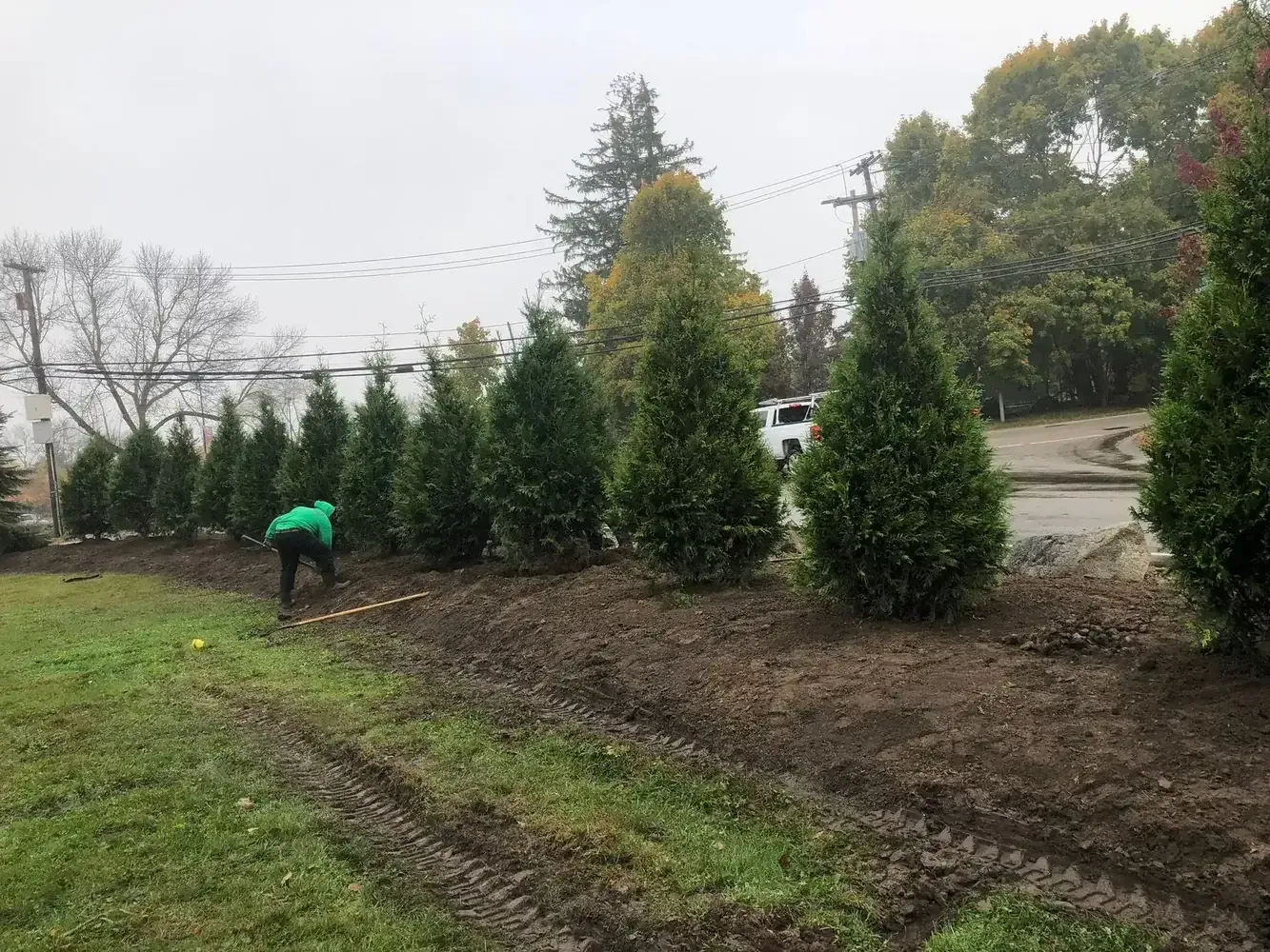 Row of newly planted arborvitae screening trees