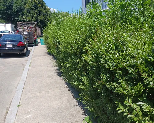 work photo from moraleslandscapingtreeservice.us