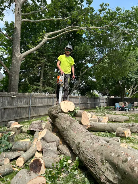 Foisy Tree Care work photo