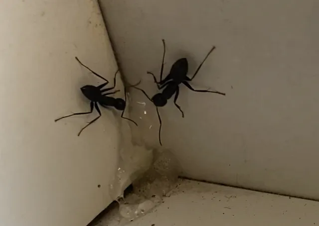R.J.'s Integrated Pest Management