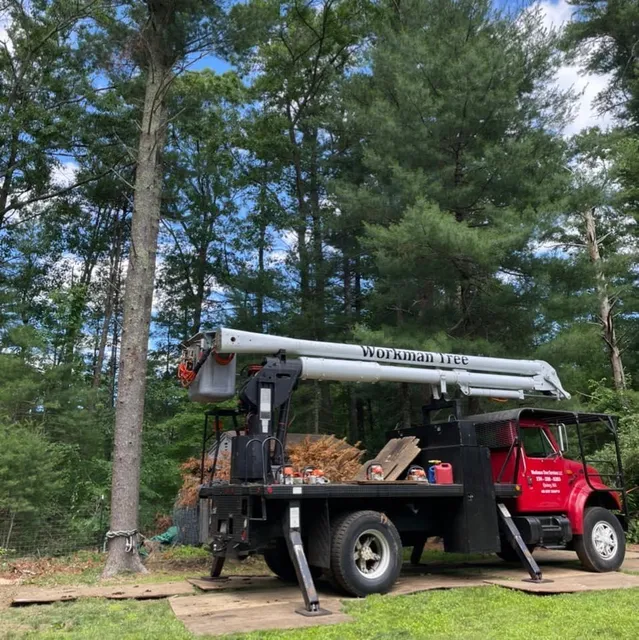 Workman Tree Services LLC work photo