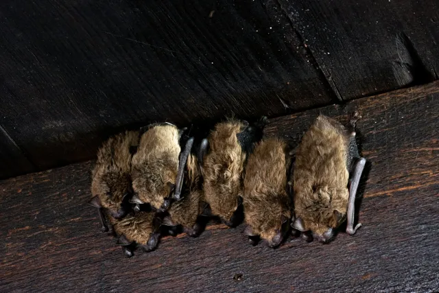 Bats in the Belfry LLC work photo