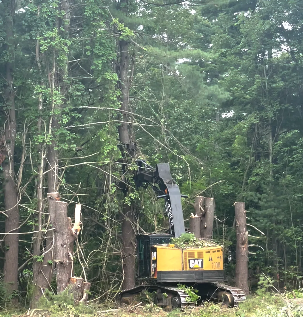 work photo from bedfordtrees.com
