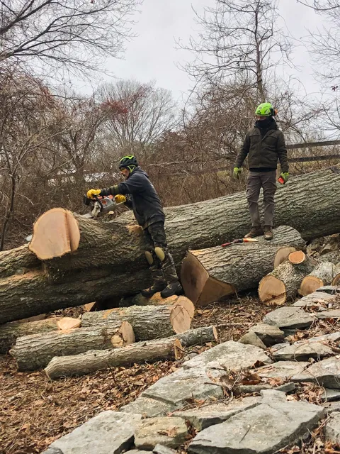 Yankee Tree LLC work photo