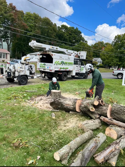 1 OAK TREE SERVICE LLC work photo