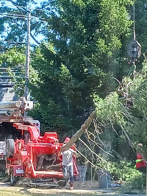 JP Trees LLC work photo