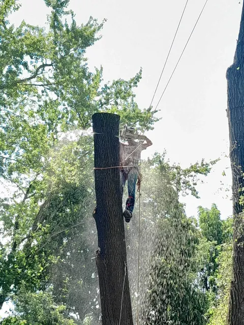 Silver City Tree and Landscape work photo