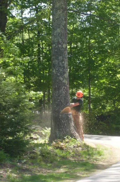 Tree Removal services 2