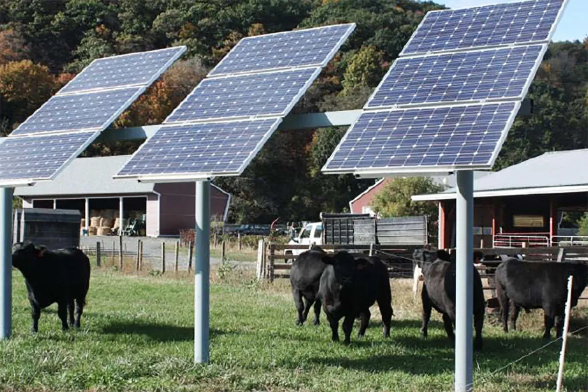 cattle taking shade under solar panels