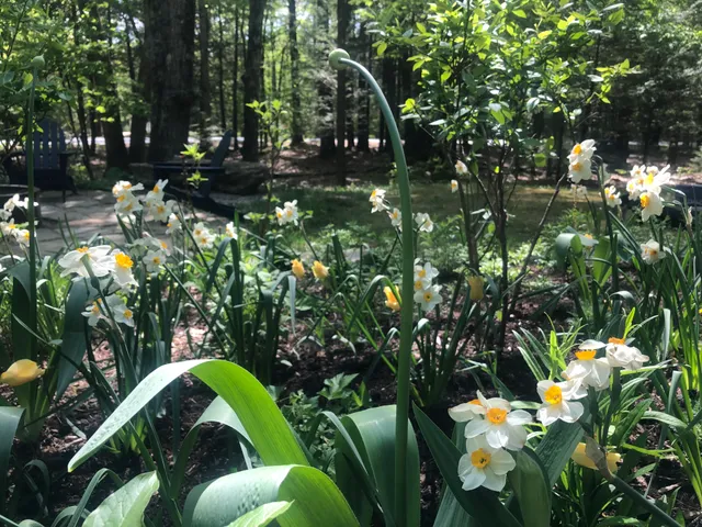 Moonlit Gardens researched project photo