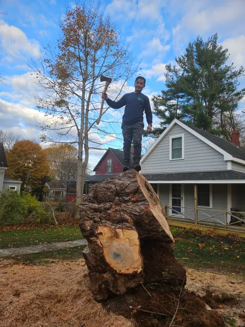 Maine Arborworks LLC work photo