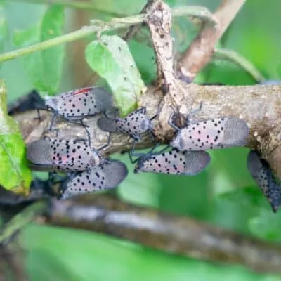A cluster of five spotted lanternflies with gray bodies, black spots, and visible red markings congregate on a tree branch surrounded by green leaves.