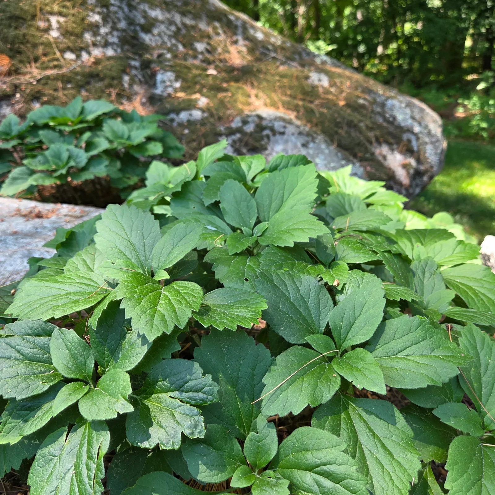 🌿 One of our favorite native ground covers: Pachysandra procumbens (Allegheny Spurge). 

Unlike its better-known cousin, Japanese pachysandra (Pachysandra terminalis), which can spread aggressively and crowd out other plants, Allegheny Spurge is a well-behaved native that plays nicely in the landscape.

While it isn't evergreen, it forms a beautiful carpet of foliage in shady spaces and thrives under trees, along foundations, around shrubs, and beside walkways. A great choice for adding texture, seasonal interest, and ecological value to those tricky shade gardens.

Native, adaptable, and shade-loving...what's not to love? 🌿

#NativePlants #NativeGroundcover #ShadeGardenInspiration #WoodlandGardens #AngieVergeLandscapeDesign