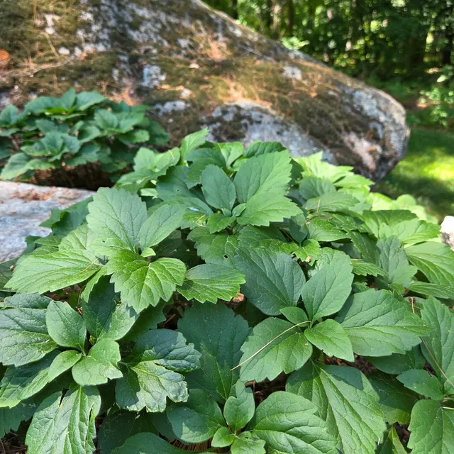 🌿 One of our favorite native ground covers: Pachysandra procumbens (Allegheny Spurge). 

Unlike its better-known cousin, Japanese pachysandra (Pachysandra terminalis), which can spread aggressively and crowd out other plants, Allegheny Spurge is a well-behaved native that plays nicely in the landscape.

While it isn't evergreen, it forms a beautiful carpet of foliage in shady spaces and thrives under trees, along foundations, around shrubs, and beside walkways. A great choice for adding texture, seasonal interest, and ecological value to those tricky shade gardens.

Native, adaptable, and shade-loving...what's not to love? 🌿

#NativePlants #NativeGroundcover #ShadeGardenInspiration #WoodlandGardens #AngieVergeLandscapeDesign