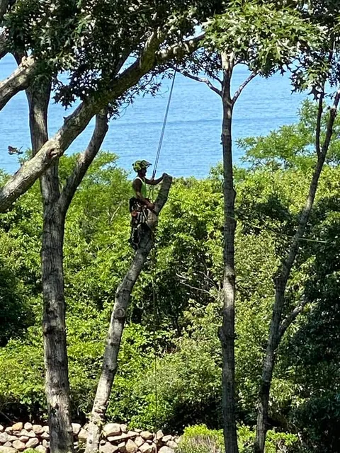 Tabor Tree Service work photo
