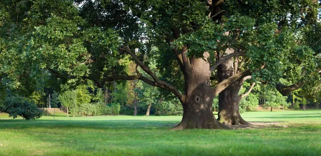 Mature Connecticut oak in the MacKenzie Tree, LLC service area