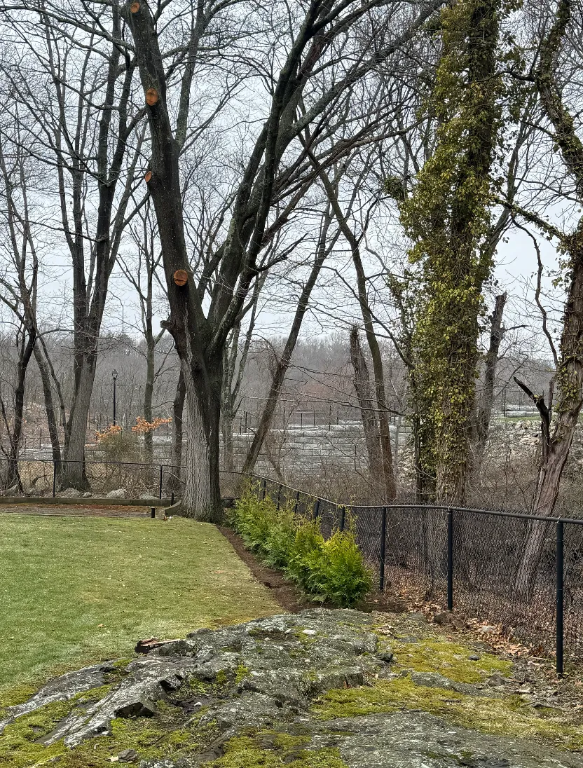 Tree Line Maintenance