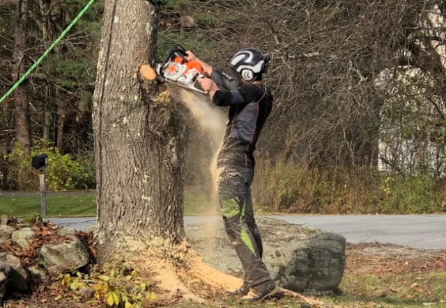 VT Tree Service work photo