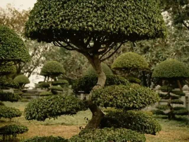 Hedge / Shrub Trimming